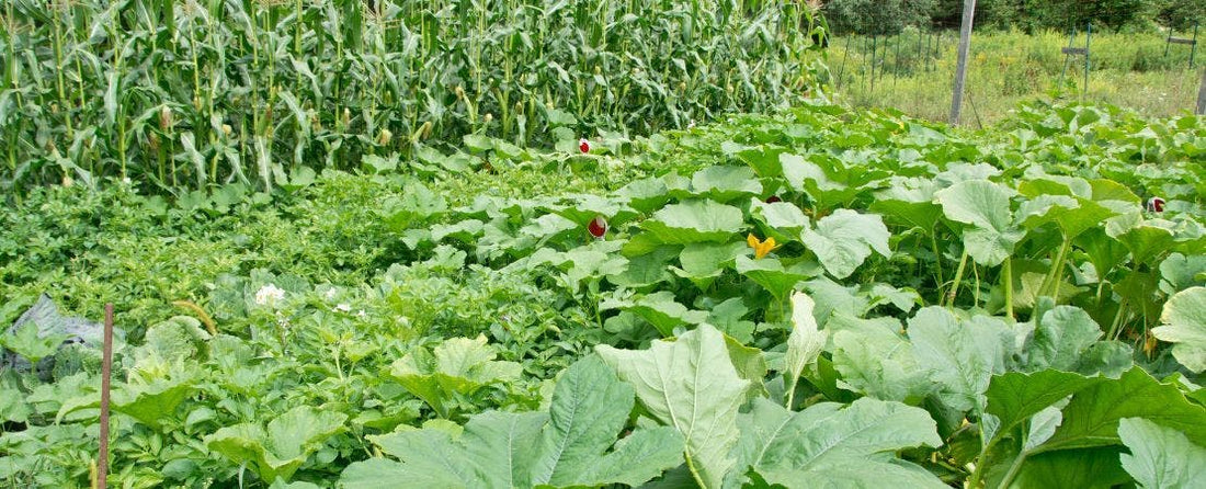 Corn, Beans and Squash: The 3 Sisters of the Garden