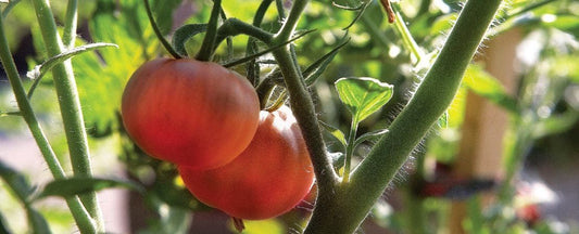 Top 3 Tips for Growing Tomatoes