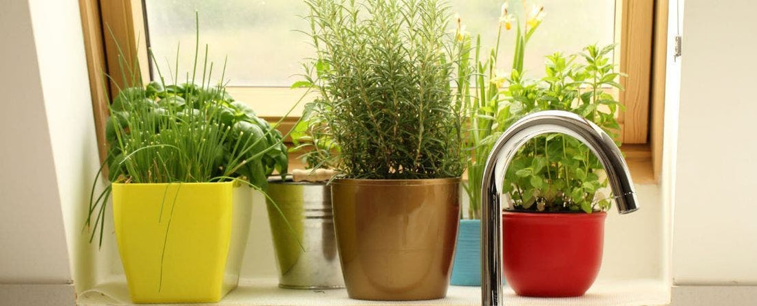 5 Best Herbs to Grow for Cooking