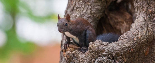 Guard Your Garden from Squirrels