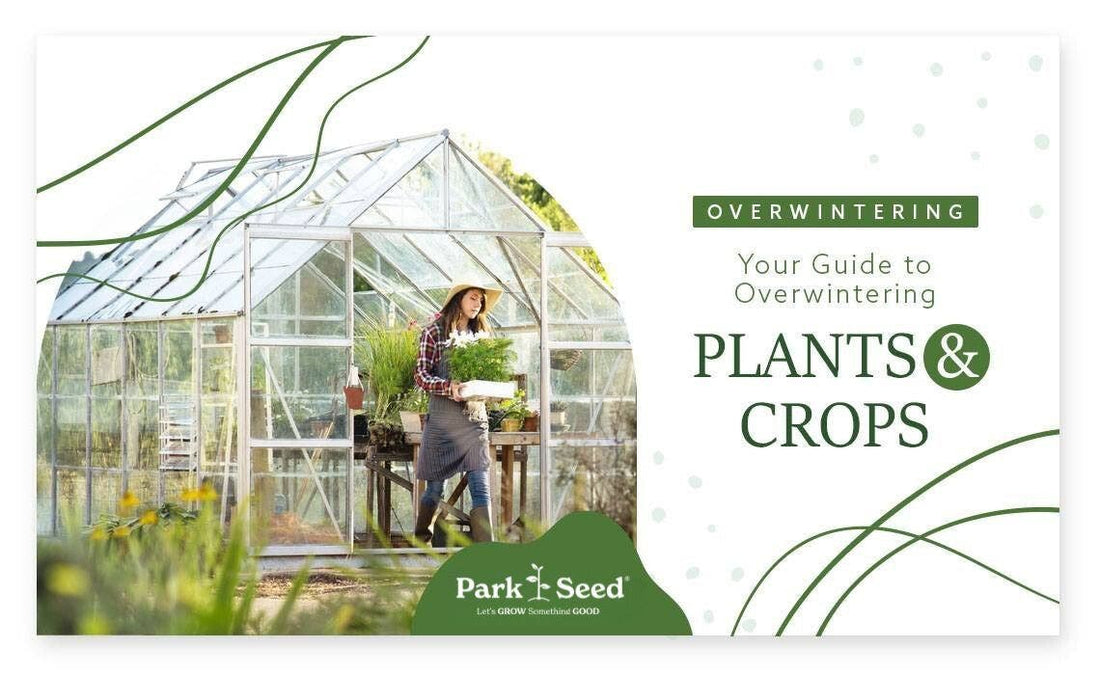 Overwintering: Your Guide to Overwintering Plants and Crops