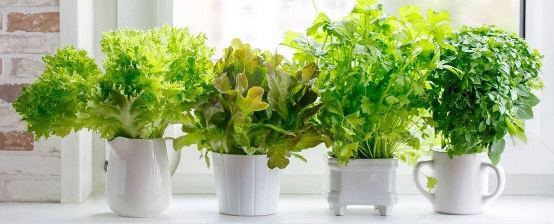 The 10 Easiest Plants to Grow Indoors