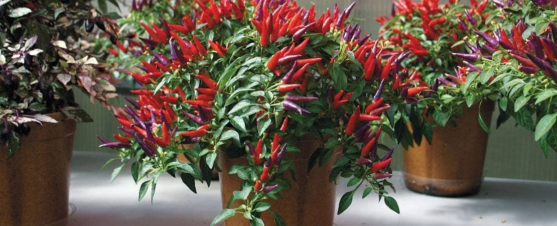 The 8 Best Vegetables to Grow in Pots – Park Seed