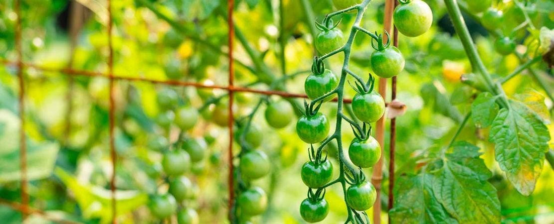 Versatile Tomatoes to Grow Anywhere