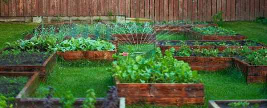 What to Do in the Garden In July