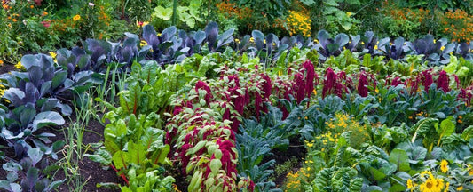 All-America Selections (AAS) Seeds: A Winning Choice for Every Gardener