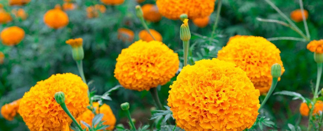 Why Annuals Are Worth It  Park Seed