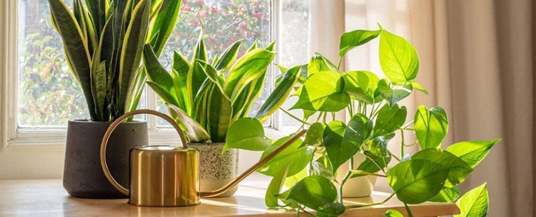 Ultimate Guide to Apartment Gardening