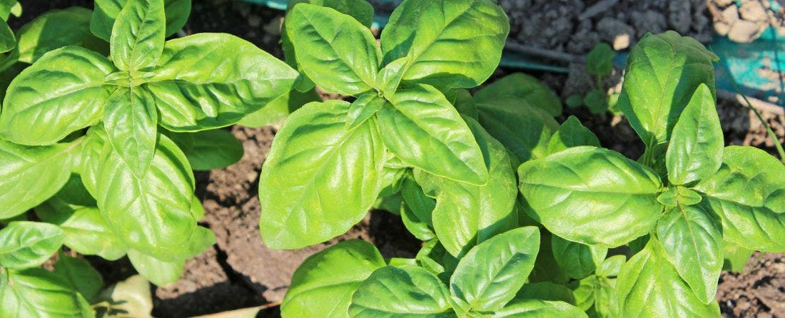 Know Before You Grow: Basil
