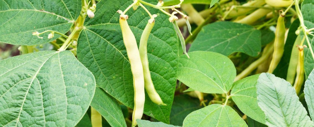 How to Grow Food Fast