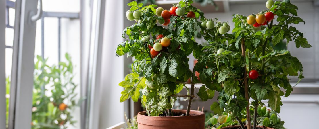 30 planter pot Self-Watering Rolling Citrus Tree Planter, Modern Gray / Single Pack