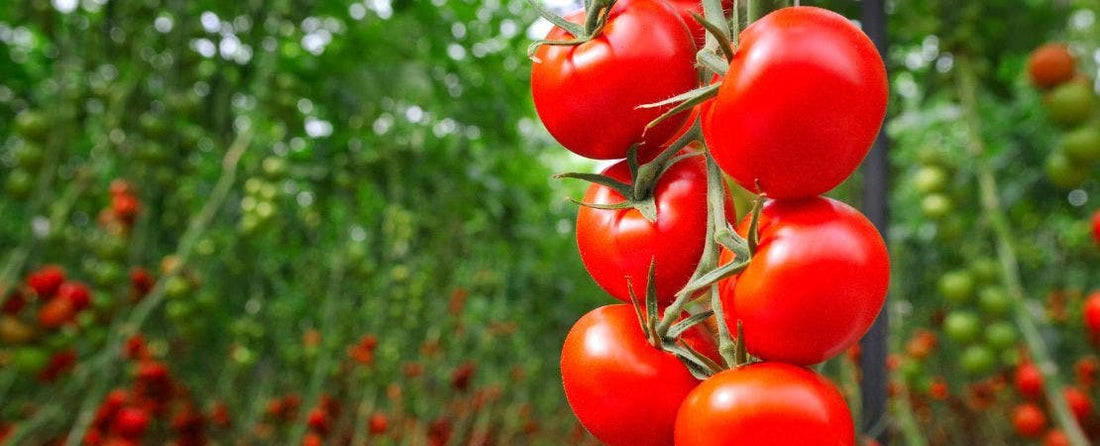 Are Big Beef Tomatoes Determinate or Indeterminate?