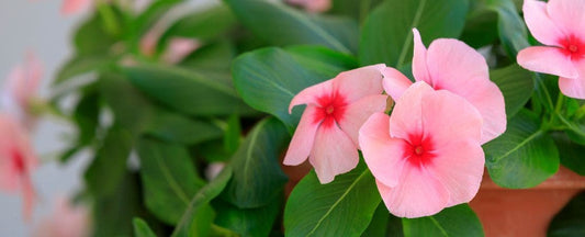Annuals You Can Bring Indoors