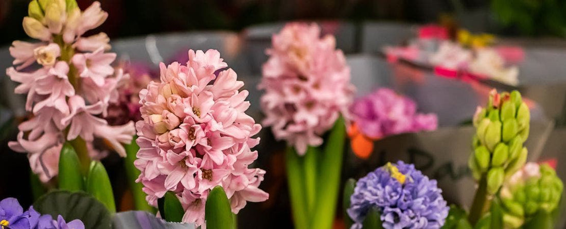 Bulb Gardens