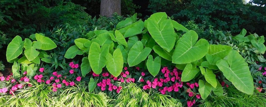 10 Best Bulbs to Plant in Spring