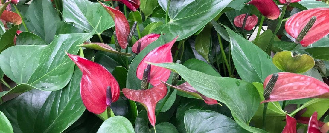 Flowering Plants to Grow Indoors