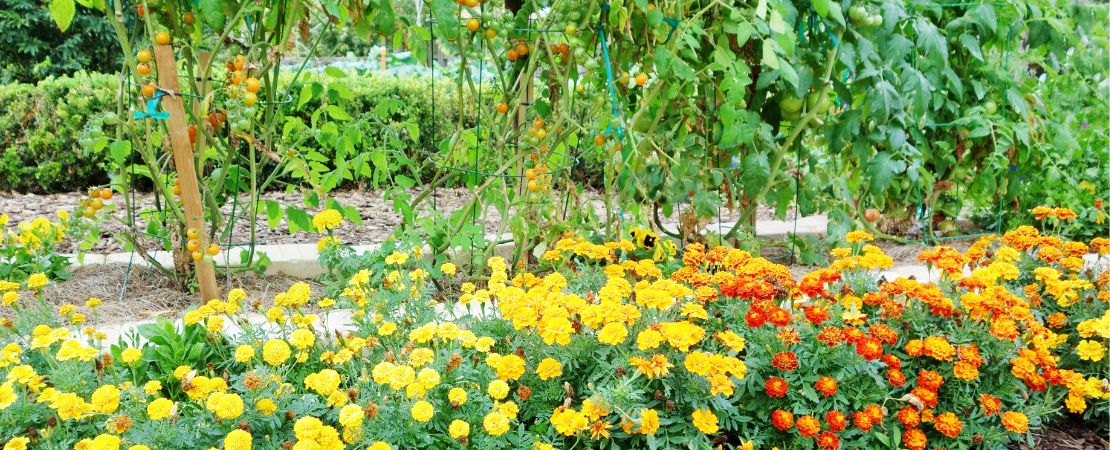 The Top 10 Companion Plants for Your Garden (& 5 Foes)  Park Seed