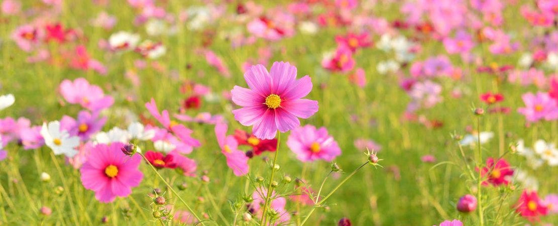 Know Before You Grow: Cosmos Flower Seeds
