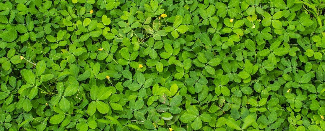 10 Winter Cover Crops to Recharge Your Soil This Winter