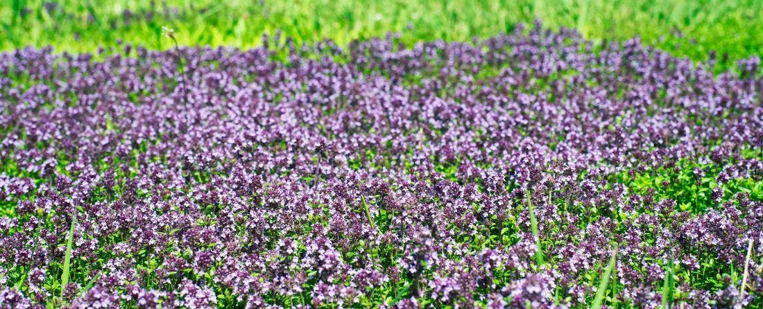 Replace Your Traditional Lawn with Water-Wise Alternatives
