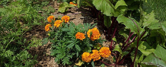 Cucumber Companion Planting: Your Cucumber’s Best Friends