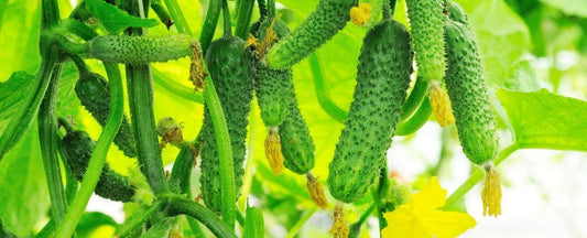 Cucumber Disease Abbreviations