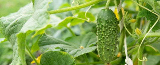Your Cucumbers' Worst Enemies: What NOT To Plant with Cucumbers