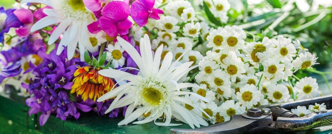 Cutting Flowers for Arrangements