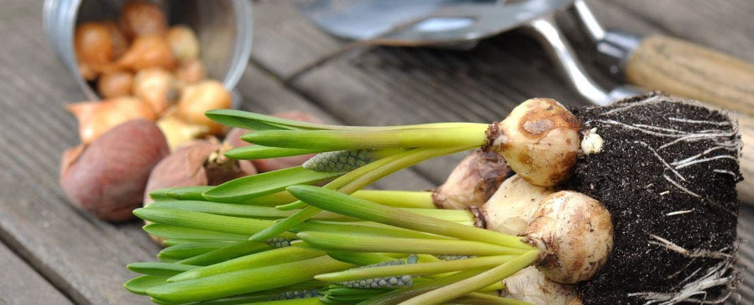 6 Common Types of Bulbs