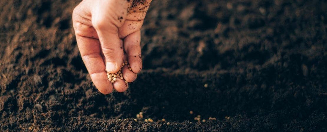What Is Direct Sowing?