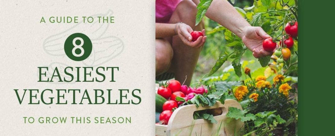 Easiest Vegetables to Grow
