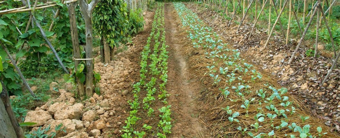 The Ultimate Guide to Eco Gardening