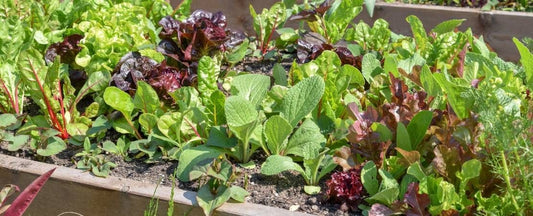 Growing Food in Containers: Top Picks for What to Plant