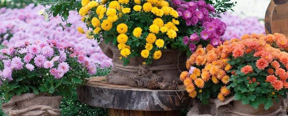 Fall Container Plant Ideas