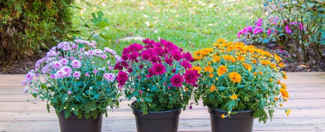 The 10 Best Flowers For Fall