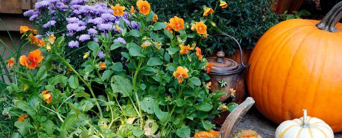 Perennial and Annual Plants for Fall Color and Container Gardens