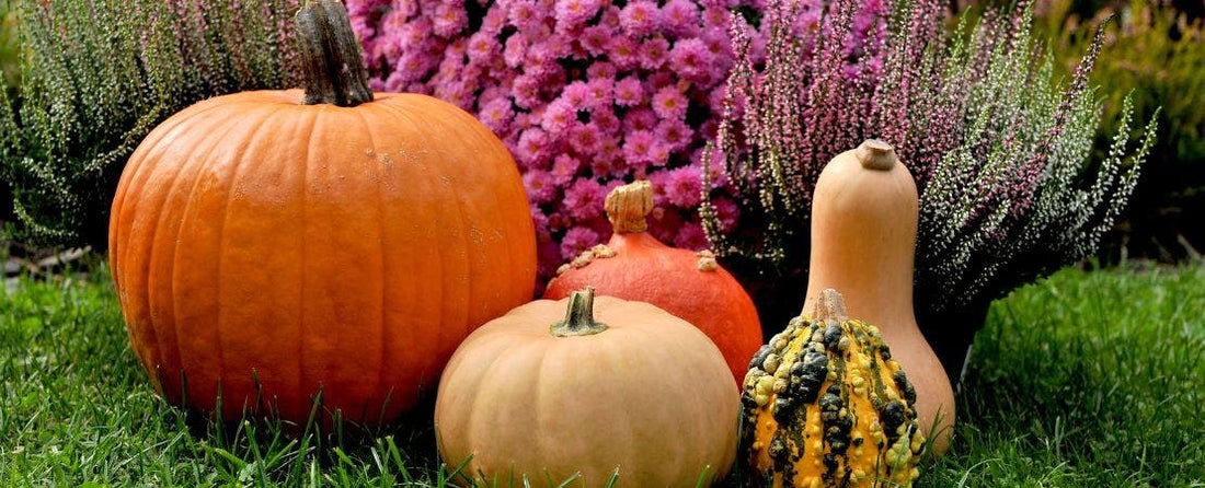 Why You Need a Fall Garden