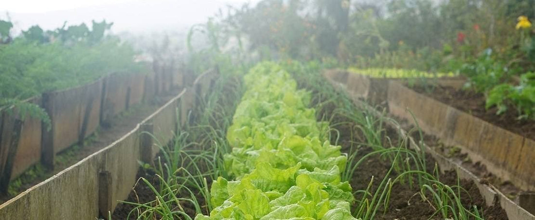 Planting Seeds for Fall Crops