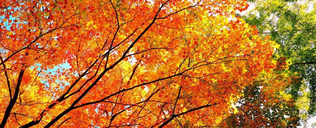 Make the Most of Fall Planting Time