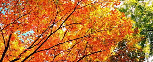 Make the Most of Fall Planting Time
