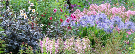 Fast Blooming Perennials