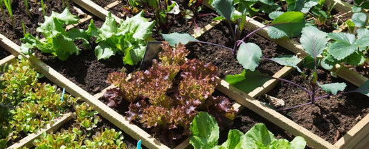 First Vegetable Garden? How to Get Started