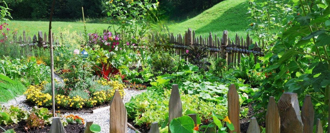 Which Seeds to Direct Sow or Start Indoors?
