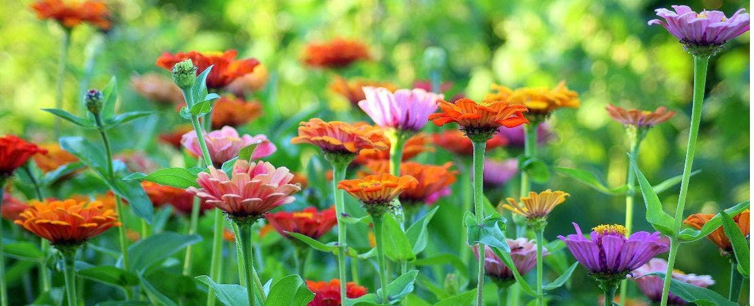 Classic Flower Gardening Trends Are Back