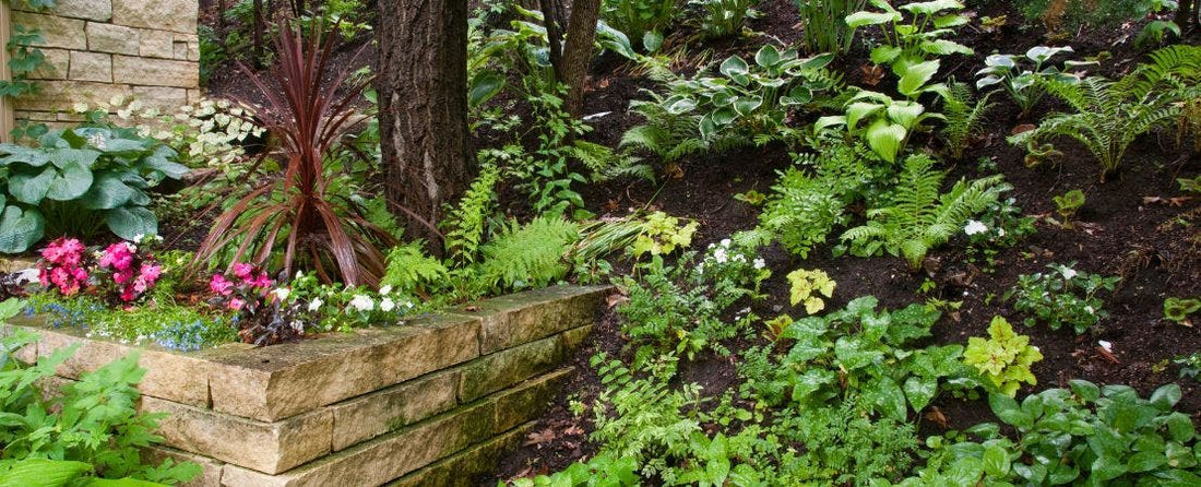 10 Best Perennial Flowers for Shade