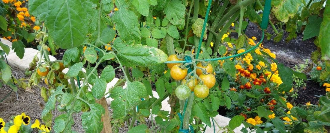Best Plants for Full Sun Gardens