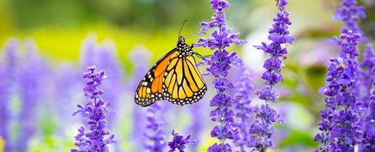 5 Full Sun Perennials That Bloom All Summer