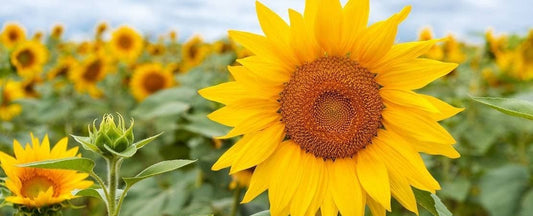What to Do in the Garden in August
