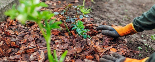 What to Do in the Garden In February