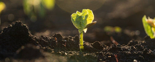 What to Do in the Garden in March